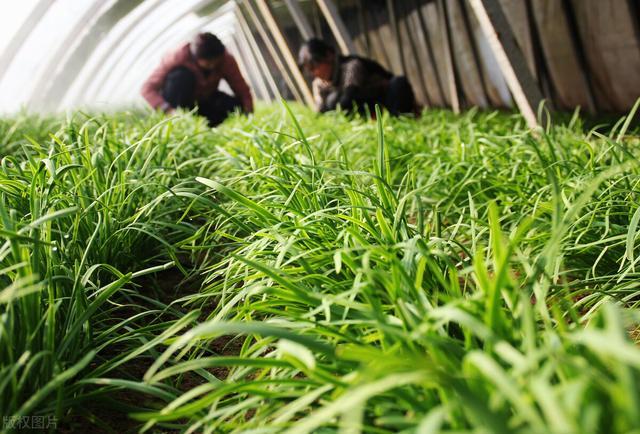 韭菜|韭菜收割一次细弱一次，韭菜越来越细怎么回事，如何防治？