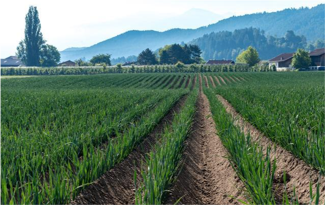 韭菜|韭菜收割一次细弱一次，韭菜越来越细怎么回事，如何防治？