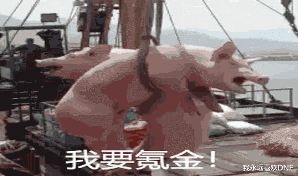 dnf氪金母猪这个称呼是如何来的从贬义到自嘲可还行
