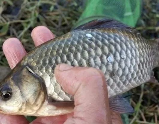 在秋季,戶外野釣大鯽魚的長竿短線釣法,若是釣友您對此有不一樣的觀點