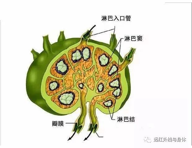 远红外线促进淋巴循环的作用