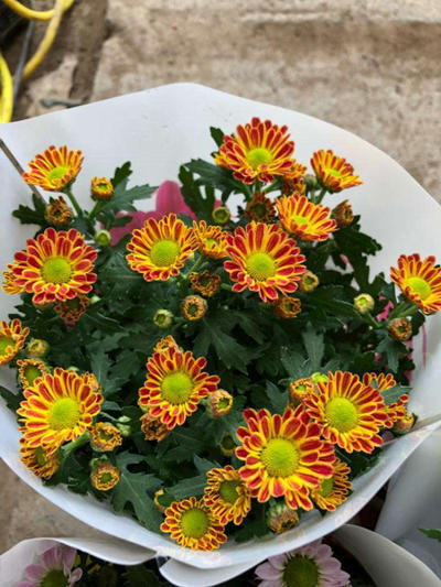 菊花品种千千万 这种格外霸气 名叫女王菊花如其名 植株 菊花 女王菊