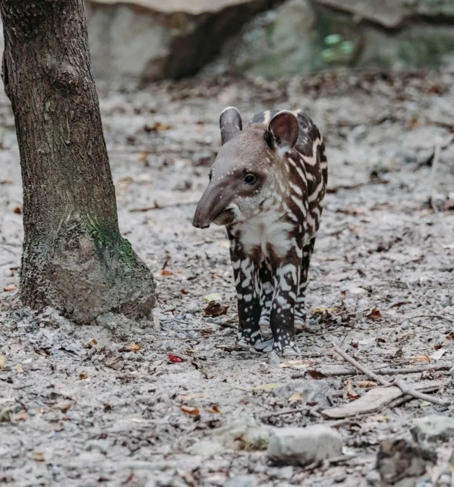 【探索】小貘宝宝快满月啦!满身斑纹3个月就褪,想去看看吗?