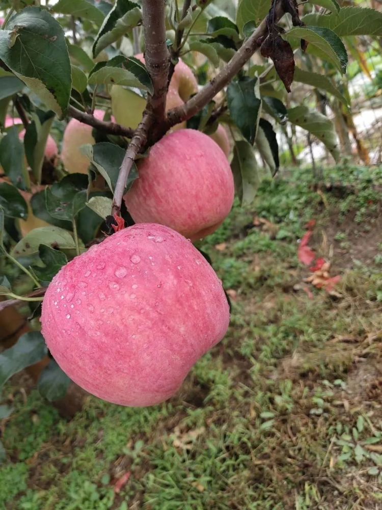 北京|“回到河北老家，收入直追北京，过得比城里还舒坦！”