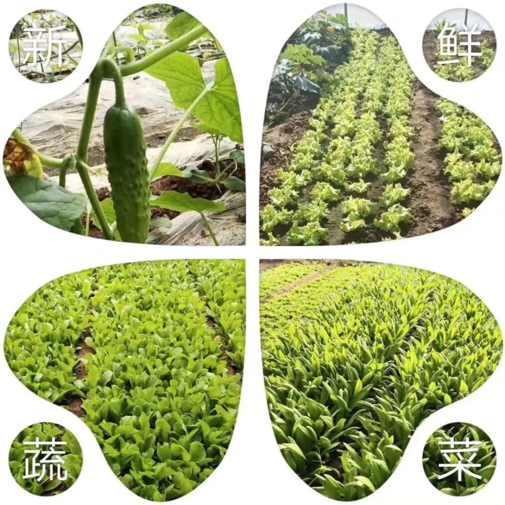 北京|“回到河北老家，收入直追北京，过得比城里还舒坦！”