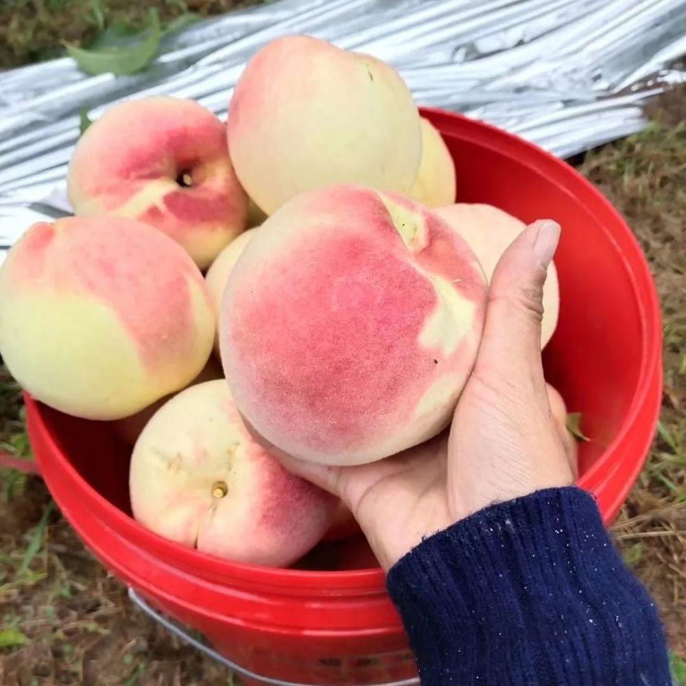 北京|“回到河北老家，收入直追北京，过得比城里还舒坦！”