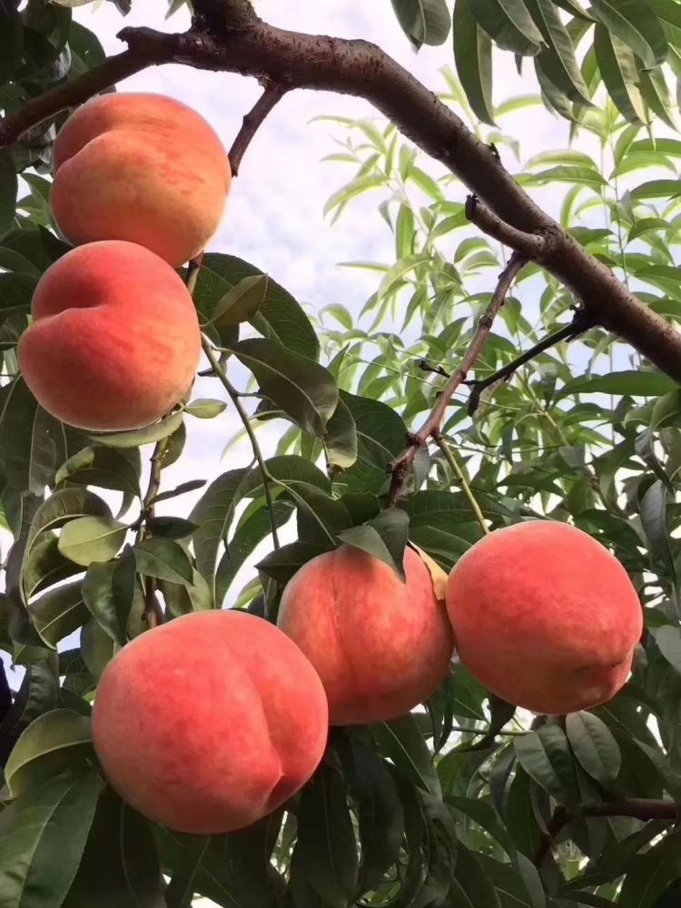 北京|“回到河北老家，收入直追北京，过得比城里还舒坦！”