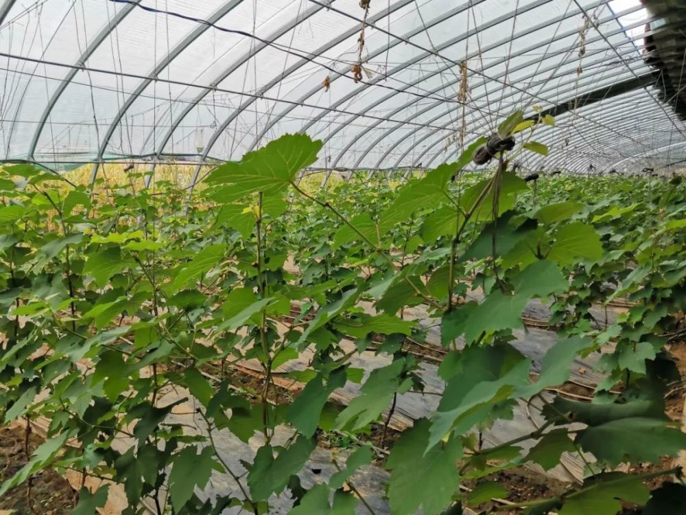 北京|“回到河北老家，收入直追北京，过得比城里还舒坦！”