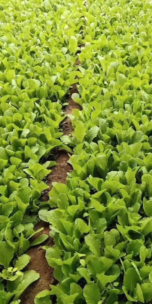 北京|“回到河北老家，收入直追北京，过得比城里还舒坦！”