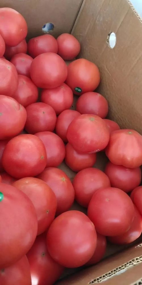 北京|“回到河北老家，收入直追北京，过得比城里还舒坦！”