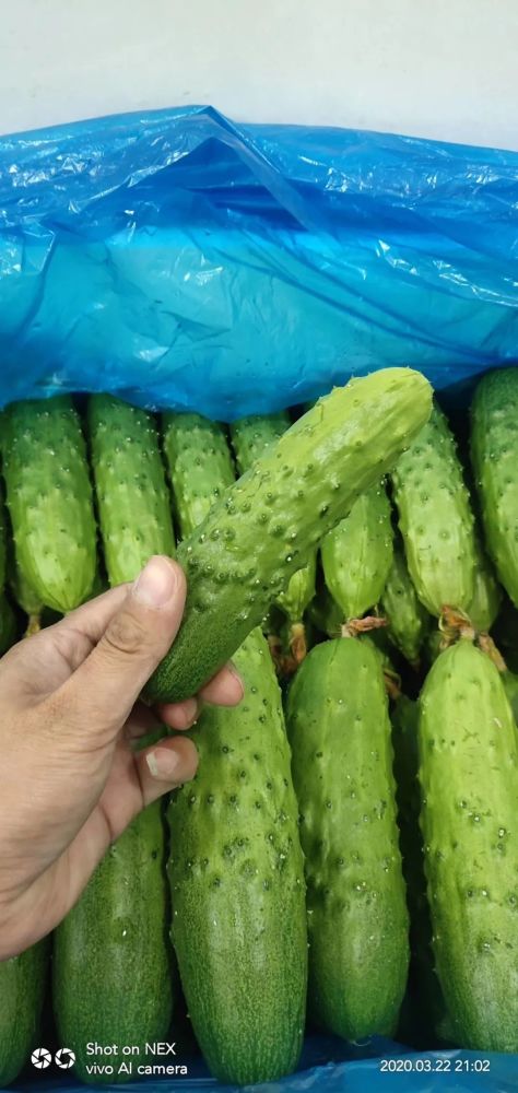 北京|“回到河北老家，收入直追北京，过得比城里还舒坦！”