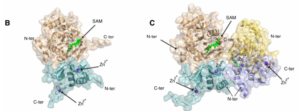 高分辨率|高分辨率SARS-CoV-2甲基转移酶结构揭示转录后加工分子机制