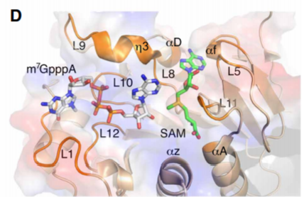 高分辨率|高分辨率SARS-CoV-2甲基转移酶结构揭示转录后加工分子机制