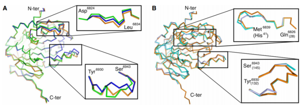 高分辨率|高分辨率SARS-CoV-2甲基转移酶结构揭示转录后加工分子机制