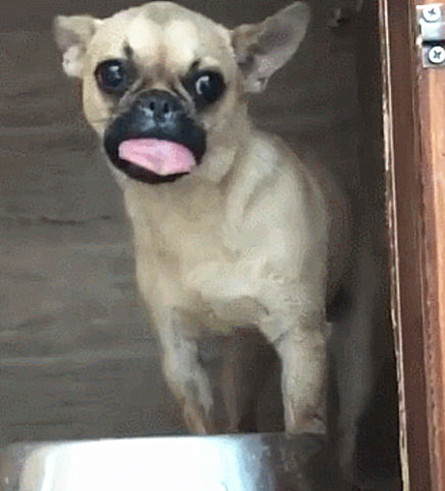 狗狗|狗狗舌头被马蜂蜇伤，又肿又疼无法动弹变成表情包：略略略