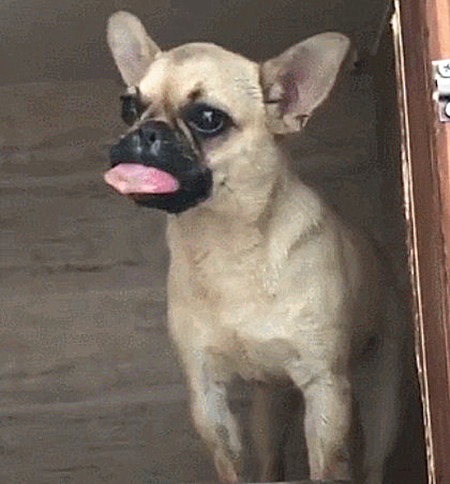 狗狗|狗狗舌头被马蜂蜇伤，又肿又疼无法动弹变成表情包：略略略