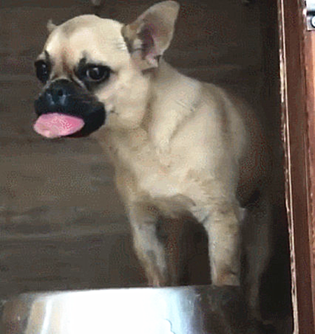 狗狗|狗狗舌头被马蜂蜇伤，又肿又疼无法动弹变成表情包：略略略