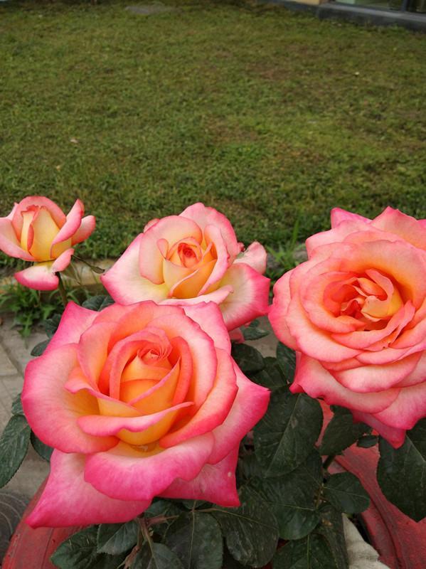 月季花"彩云",冷门又很美的品种,花期几乎全年,阳台也能养