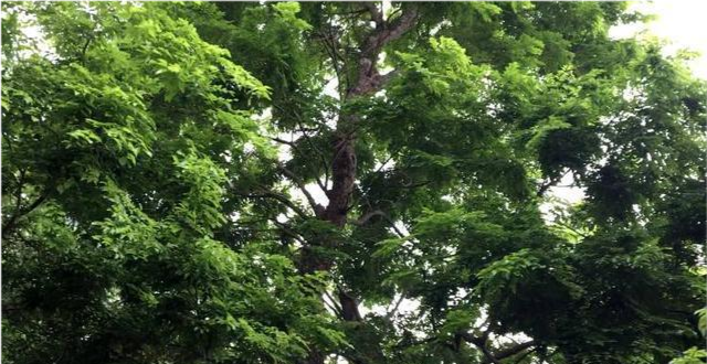 海南黄花梨|海南黄花梨“活着”的时候是长什么样子？