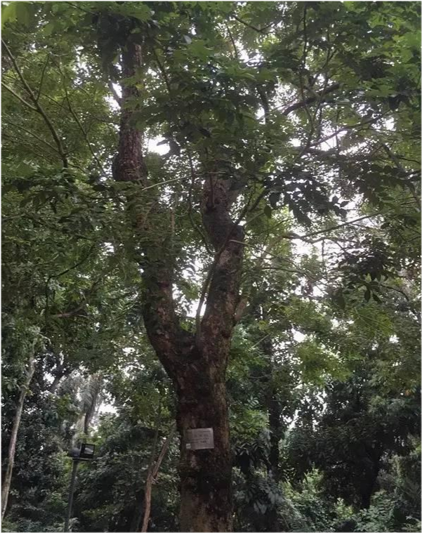 海南黄花梨|海南黄花梨“活着”的时候是长什么样子？