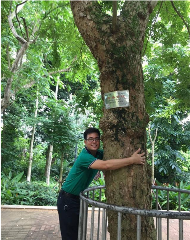 海南黄花梨|海南黄花梨“活着”的时候是长什么样子？