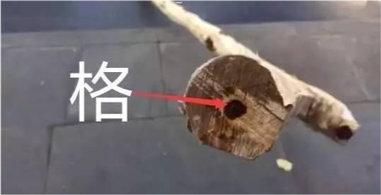 海南黄花梨|海南黄花梨“活着”的时候是长什么样子？