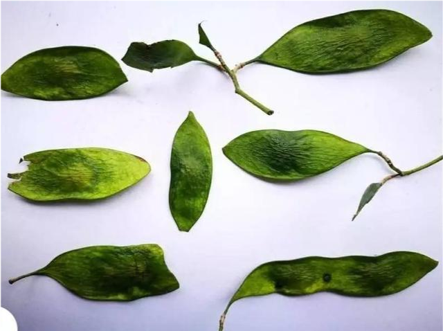 海南黄花梨|海南黄花梨“活着”的时候是长什么样子？