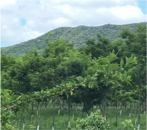 海南黄花梨|海南黄花梨“活着”的时候是长什么样子？