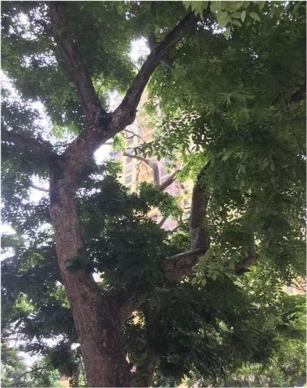 海南黄花梨|海南黄花梨“活着”的时候是长什么样子？