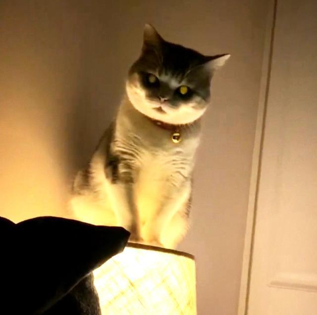 猫咪|半夜起来上厕所，开灯后看到猫咪却不敢动了：你这是想干嘛啊？