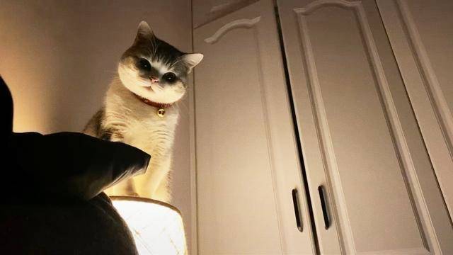 猫咪|半夜起来上厕所，开灯后看到猫咪却不敢动了：你这是想干嘛啊？