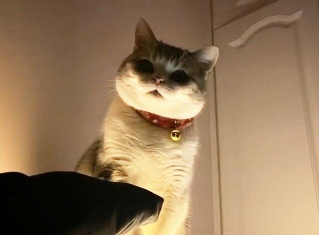 猫咪|半夜起来上厕所，开灯后看到猫咪却不敢动了：你这是想干嘛啊？