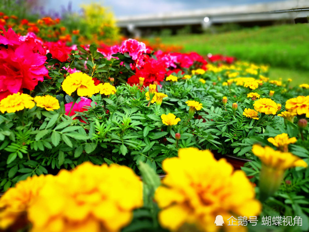 成都市民最喜愛的後花園——秀麗東方開園啦 門票限量特惠活動火爆