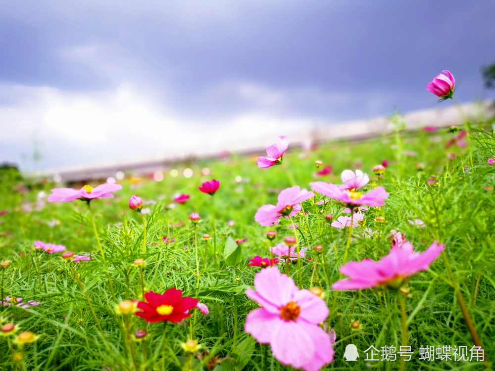 成都市民最喜愛的後花園——秀麗東方開園啦 門票限量特惠活動火爆