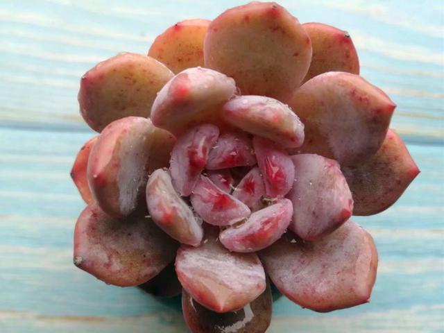 冰玉 橙梦露等多肉 养不出通透状态 3种方法可以解决 腾讯新闻