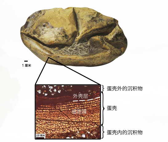 恐龙|这块来自南极的奇怪“软蛋”化石，揭开了恐龙的繁殖之谜