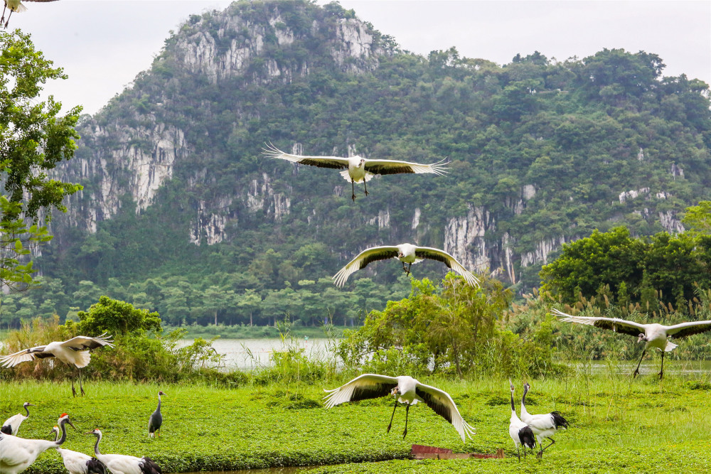 丹顶鹤听着筝乐翩翩起舞,肇庆星湖国家湿地公园培育仙鹤的音乐与舞蹈