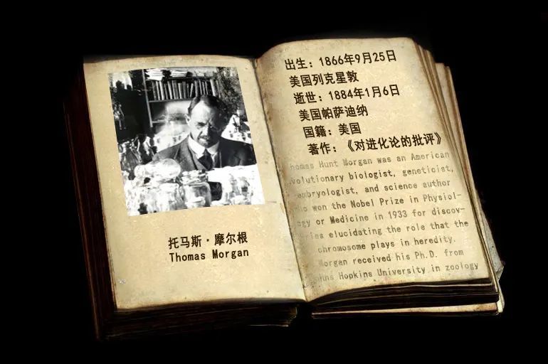 托马斯·摩尔根|生物进化探索史：10个推动进化理论的名字