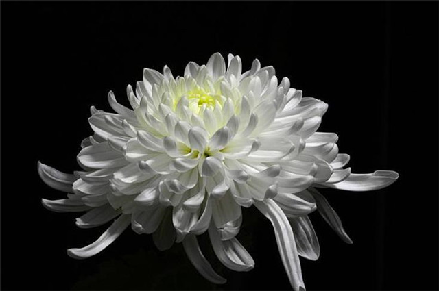 唐诗探菊 令狐楚家的白菊花到底有多美 让白居易刘禹锡李商隐都留诗 令狐楚 白居易 李商隐 白菊花 刘禹锡 白菊