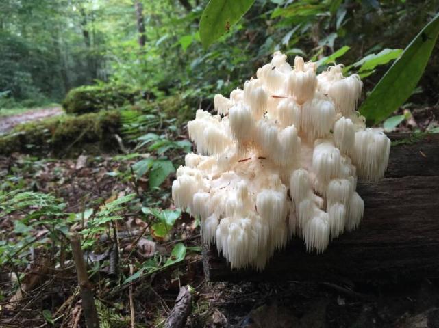 野生珊瑚状猴头菌整体外观