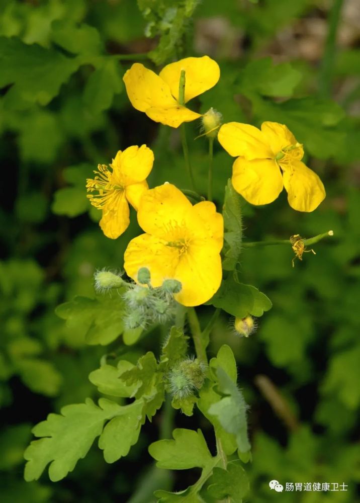 感觉到胃部不适,你可以吃点白屈菜,进行不断的缓解.