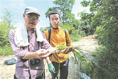中华|国内有一种“韭菜”，非常稀有珍贵，被列为一级保护植物