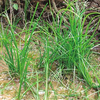 中华|国内有一种“韭菜”，非常稀有珍贵，被列为一级保护植物