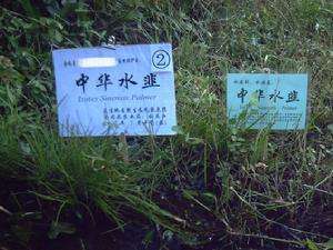 中华|国内有一种“韭菜”，非常稀有珍贵，被列为一级保护植物