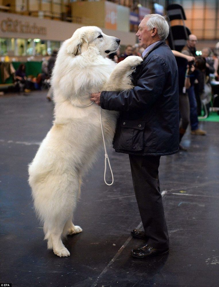 大白熊犬被禁養很冤,這種狗狗不僅親人,對小動物還極其溫柔_騰訊新聞