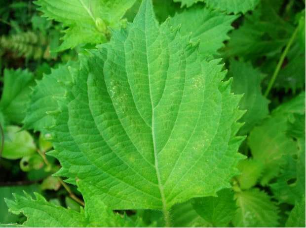 宇宙|把树叶放大300万倍，会怎么样？科学家：这简直是一个“宇宙”