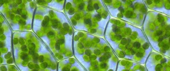 宇宙|把树叶放大300万倍，会怎么样？科学家：这简直是一个“宇宙”