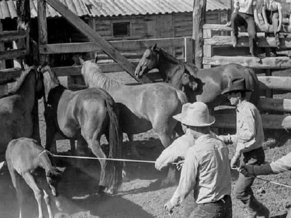荒野大镖客2|《荒野大镖客2》牛仔个个英俊潇洒“神枪手”？真实历史让人失望