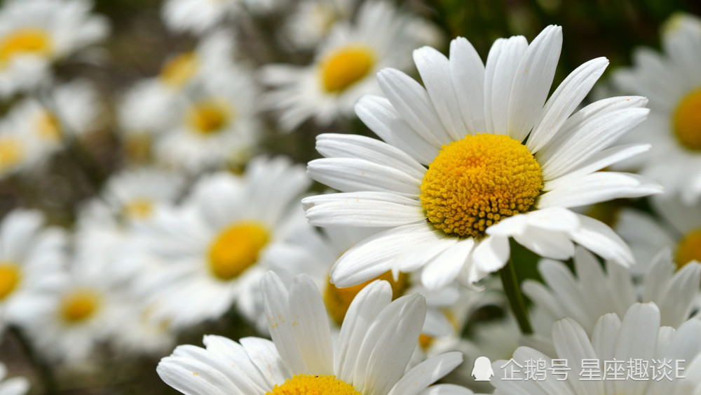 10月6日星座运势排除万难 勇往直前的四大星座 腾讯新闻