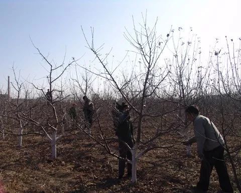 果树|这个药用来清园，杀虫治病比石硫合剂还好，持效期可达5个月